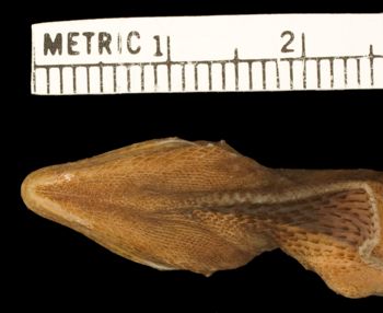 Media type: image;   Herpetology R-7889